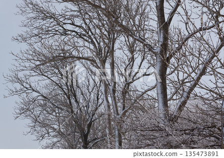 Snow-covered trees and snowy scenery Snow-covered trees and snowy scenery 135473891