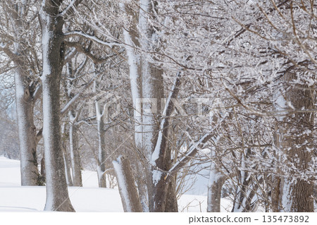 Snow-covered trees and snowy scenery Snow-covered trees and snowy scenery 135473892