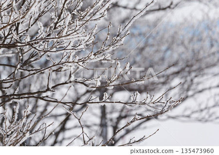 Snow-covered trees and snowy scenery Snow-covered trees and snowy scenery 135473960