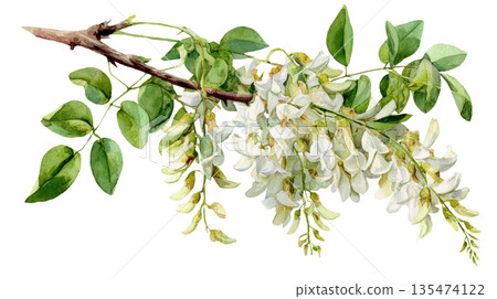 Watercolor Locust tree branch with leaves and white flowers clip art illustration isolated on white background 135474122