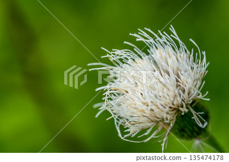 White thistle flowers blooming in the field White thistle flowers blooming in the field 135474178