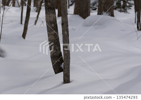 Hokkaido: A virgin forest in midwinter Hokkaido: A virgin forest in midwinter 135474293
