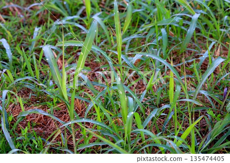 Grass wet with rain, grass, nature, weeds Grass wet with rain, grass, nature, weeds 135474405