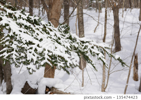 Hokkaido: A virgin forest in midwinter Hokkaido: A virgin forest in midwinter 135474423
