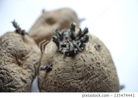 光照下馬鈴薯發芽 01 光照下馬鈴薯發芽 01 135474441