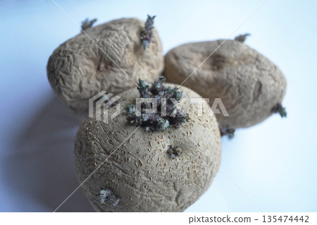 光照下馬鈴薯發芽 02 光照下馬鈴薯發芽 02 135474442