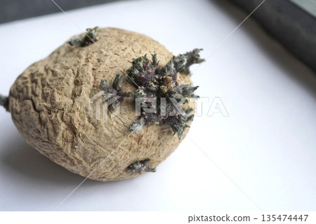 光照下馬鈴薯發芽 07 光照下馬鈴薯發芽 07 135474447