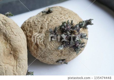 Potato germination under light 08 Potato germination under light 08 135474448