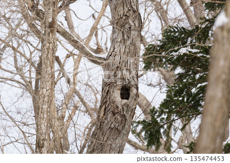 Hokkaido: A virgin forest in midwinter Hokkaido: A virgin forest in midwinter 135474453