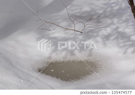 北海道：仲冬時的原始森林 135474577