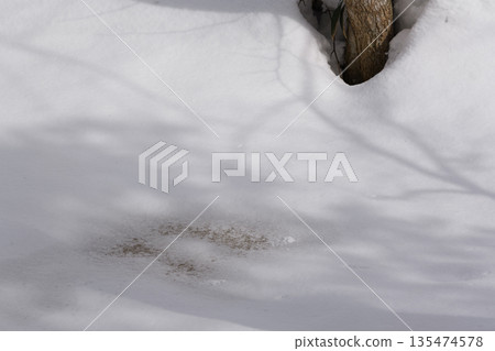 北海道:仲冬時的原始森林 北海道:仲冬時的原始森林 135474578