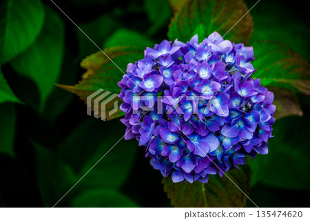 藍色繡球花 藍色繡球花 135474620