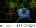 Blue Nigella Flower 135474624