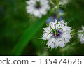 White Nigella flower 135474626