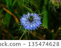 Blue Nigella Flower 135474628