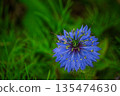 Blue Nigella Flower 135474630