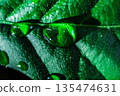 Leaves wet with rain 135474631