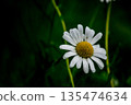  White flower 135474634