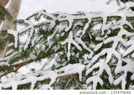 北海道：仲冬時的原始森林 135474640