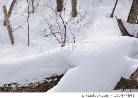 北海道:仲冬時的原始森林 北海道:仲冬時的原始森林 135474641