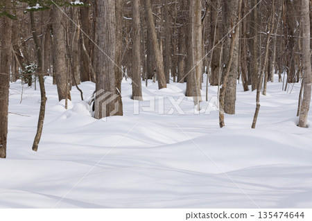 Hokkaido: A virgin forest in midwinter Hokkaido: A virgin forest in midwinter 135474644