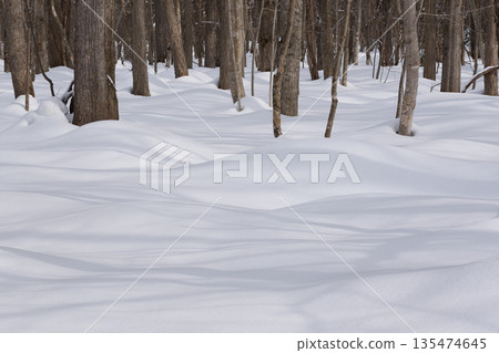 Hokkaido: A virgin forest in midwinter Hokkaido: A virgin forest in midwinter 135474645
