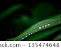 Water droplets on leaves 135474648