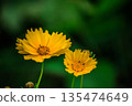 Yellow flower 135474649