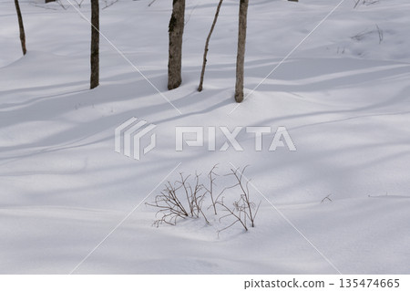 Hokkaido: A virgin forest in midwinter Hokkaido: A virgin forest in midwinter 135474665