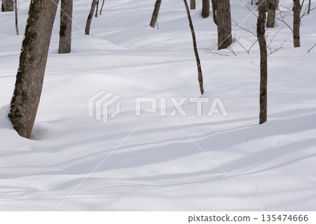 Hokkaido: A virgin forest in midwinter Hokkaido: A virgin forest in midwinter 135474666
