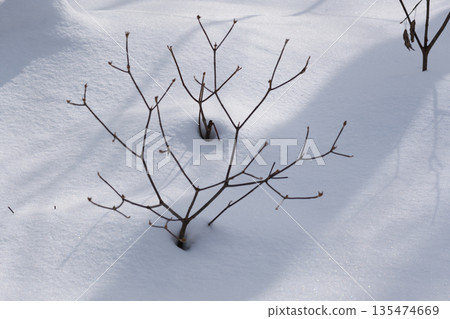 北海道：仲冬時的原始森林 135474669