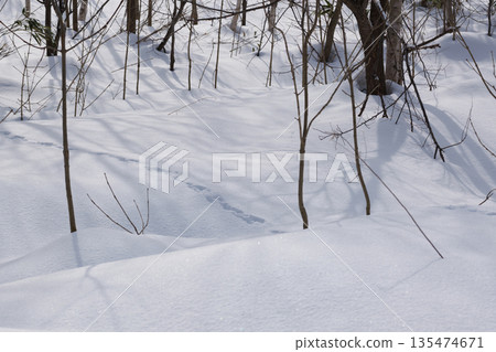 Hokkaido: A virgin forest in midwinter 135474671