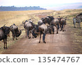 Wildebeest relaxing on the road 135474767