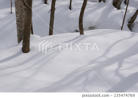 北海道:仲冬時的原始森林 北海道:仲冬時的原始森林 135474769