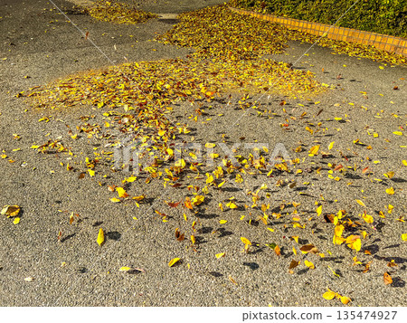 落葉在風中飛舞 落葉在風中飛舞 135474927