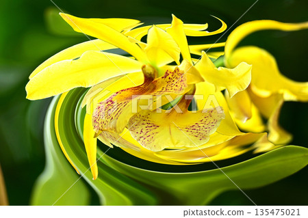 一扇令人心曠神怡的窗，蘭花競相綻放。 135475021