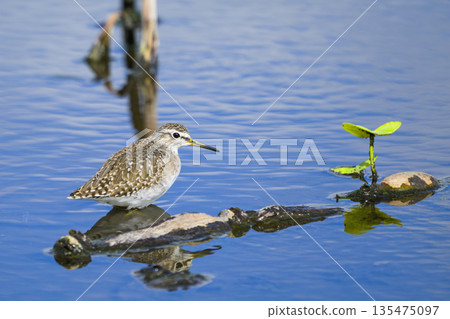 Takabushigi Takabushigi 135475097