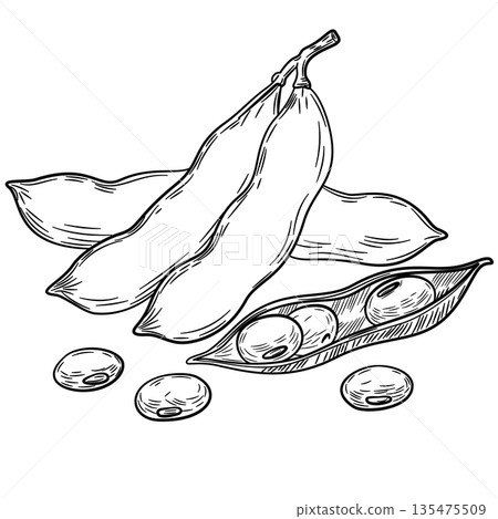 Soy beans, Soybean vector illustration. Soybean engraving isolated on white background. Great for label, poster, print. Black isolated on white background Soy beans, Soybean vector illustration. Soybean engraving isolated on white background. Great for label, poster, print. Black isolated on white background 135475509