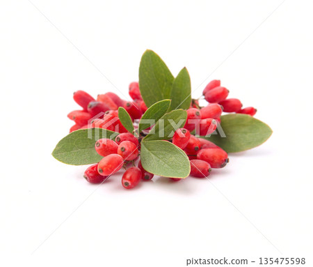 Barberry branch with leaves Barberry branch with leaves 135475598