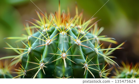 Macro plant texture capturing the spines of a cactus 135475624