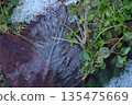 Frost-covered fallen leaves, snow and weeds 135475669