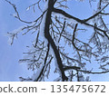 Plum tree covered with snow 135475672