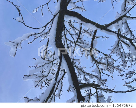 白雪覆蓋的梅樹 白雪覆蓋的梅樹 135475672