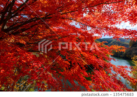長野縣上名郡箕輪町東之輪-位於紅葉湖(箕輪水壩)旁,縣道沿線一排楓樹在逆光下顯得格外醒目,這裡是著名的賞楓勝地。 長野縣上名郡箕輪町東之輪-位於紅葉湖(箕輪水壩)旁,縣道沿線一排楓樹在逆光下顯得格外醒目,這裡是著名的賞楓勝地。 135475683