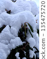 Snow falling on garden trees 135475720