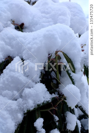 雪落在花園的樹上 雪落在花園的樹上 135475720