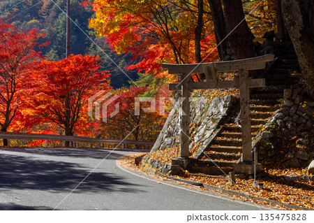 Higashiminowa, Minowa Town, Kamiina District, Nagano Prefecture - The torii gate of Nitta Shrine and the maple trees along the roadside of Lake Momiji (Minowa Dam), a famous spot for viewing autumn leaves Higashiminowa, Minowa Town, Kamiina District, Nagano Prefecture - The torii gate of Nitta Shrine and the maple trees along the roadside of Lake Momiji (Minowa Dam), a famous spot for viewing autumn leaves 135475828