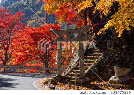 Higashiminowa, Minowa Town, Kamiina District, Nagano Prefecture - The torii gate of Nitta Shrine and the maple trees along the roadside of Lake Momiji (Minowa Dam), a famous spot for viewing autumn leaves Higashiminowa, Minowa Town, Kamiina District, Nagano Prefecture - The torii gate of Nitta Shrine and the maple trees along the roadside of Lake Momiji (Minowa Dam), a famous spot for viewing autumn leaves 135475829