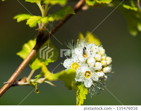 Flower with an ant Flower with an ant 135476016