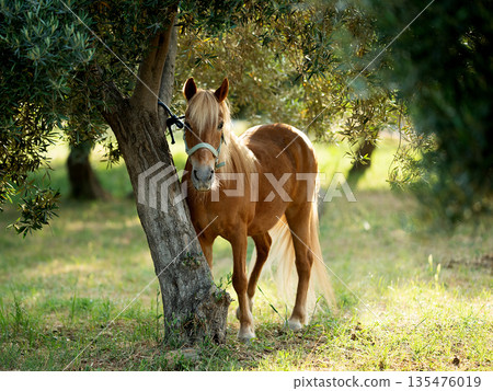 Cute brown pony portrait, tied to a tree 135476019